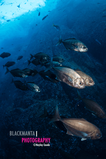 Just Keep Swimming.png